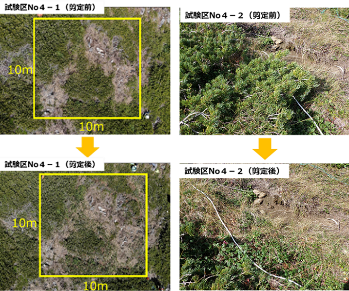 図１ ハイマツ剪定試験前後の比較