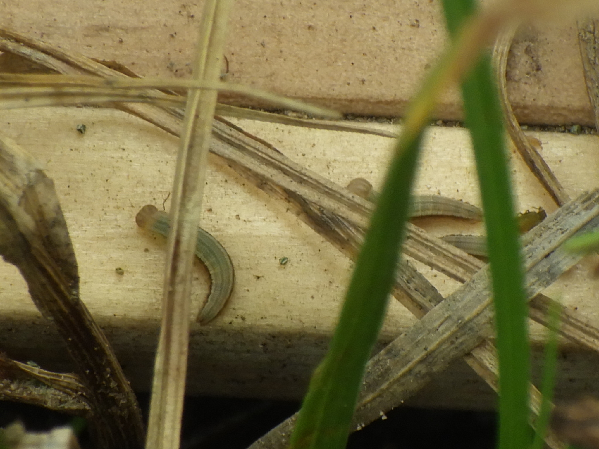 写真９ 飼育箱内のヤツタカネ幼虫