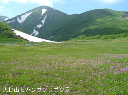 火打山とハクサンコザクラ