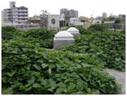 屋上緑化　～夏は涼しく、秋には旬を食す～