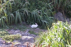 写真：七ツ島大島のアナウサギ